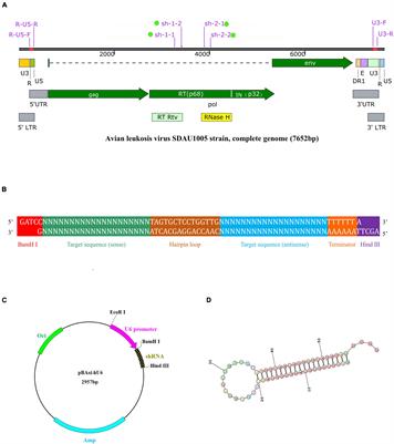 Enhanced Antiviral Ability by a Combination of Zidovudine and Short Hairpin RNA Targeting Avian Leukosis Virus